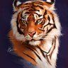 tigris51